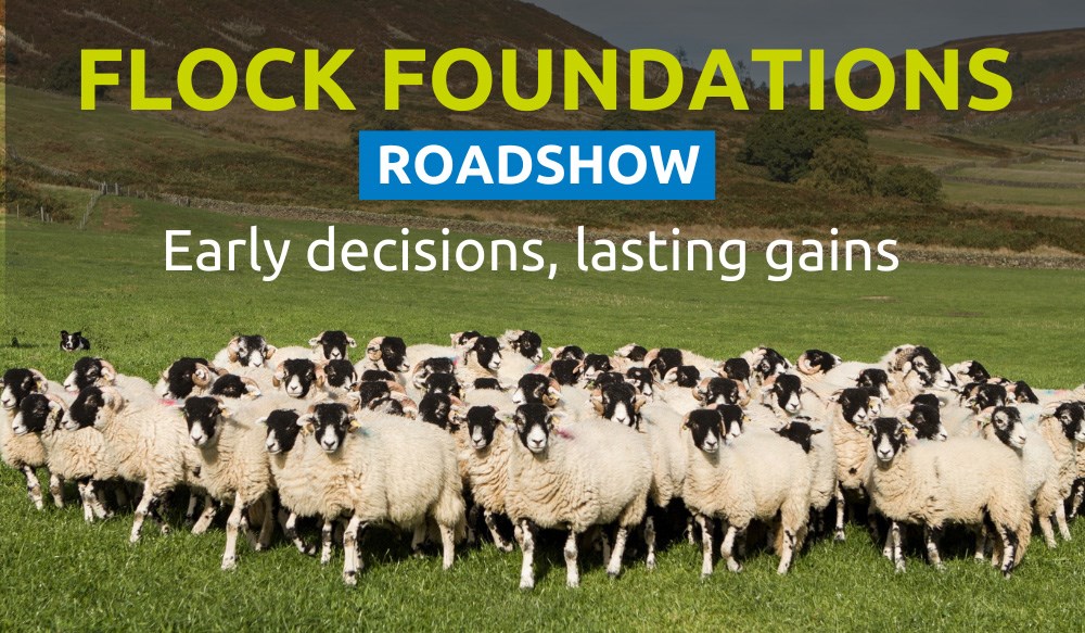 Promotional graphic for Flock foundations roadshow - early decisions, lasting gains.